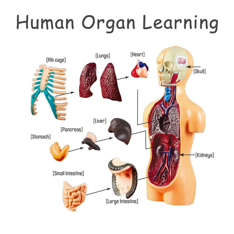 3D Human Body Torso Model - Educational Assembly Learning Tool for Children, Featuring Human Organ Anatomy for Early Learning