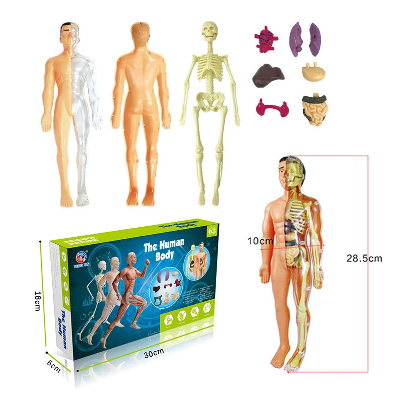 3D Human Body Torso Model - Educational Assembly Learning Tool for Children, Featuring Human Organ Anatomy for Early Learning