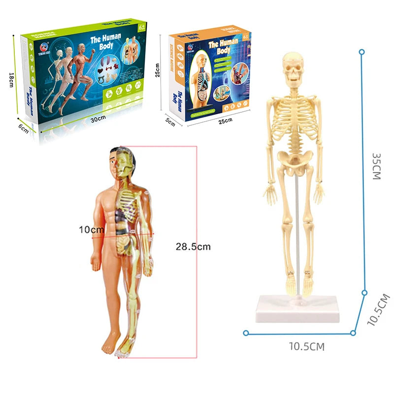 3D Human Body Torso Model - Educational Assembly Learning Tool for Children, Featuring Human Organ Anatomy for Early Learning