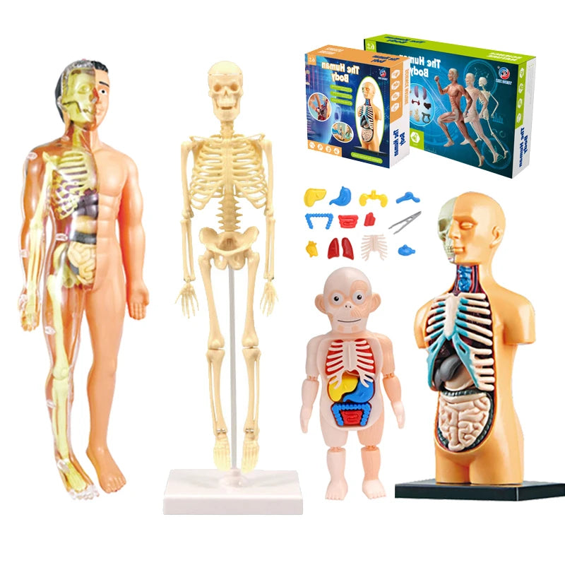 3D Human Body Torso Model - Educational Assembly Learning Tool for Children, Featuring Human Organ Anatomy for Early Learning