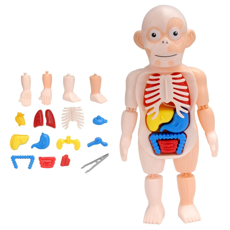3D Human Body Torso Model - Educational Assembly Learning Tool for Children, Featuring Human Organ Anatomy for Early Learning