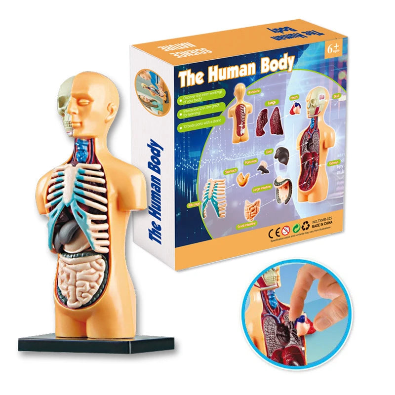 3D Human Body Torso Model - Educational Assembly Learning Tool for Children, Featuring Human Organ Anatomy for Early Learning