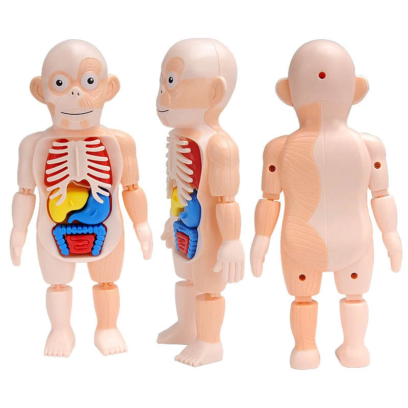 3D Human Body Torso Model - Educational Assembly Learning Tool for Children, Featuring Human Organ Anatomy for Early Learning