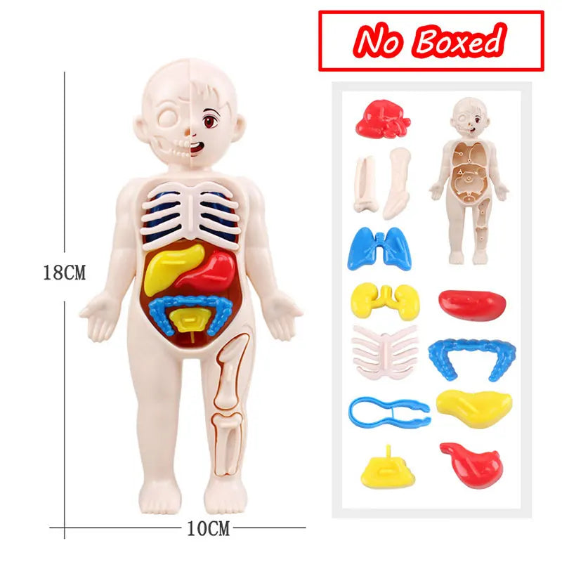 3D Human Body Torso Model - Educational Assembly Learning Tool for Children, Featuring Human Organ Anatomy for Early Learning