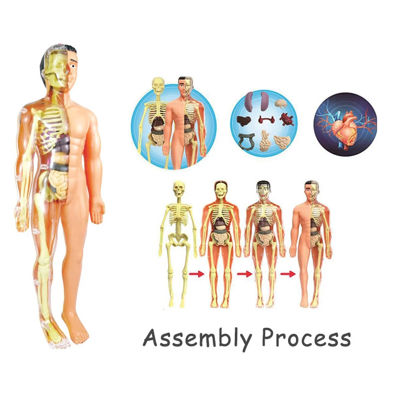 3D Human Body Torso Model - Educational Assembly Learning Tool for Children, Featuring Human Organ Anatomy for Early Learning