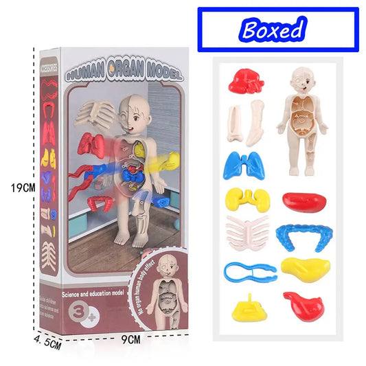 3D Human Body Torso Model - Educational Assembly Learning Tool for Children, Featuring Human Organ Anatomy for Early Learning