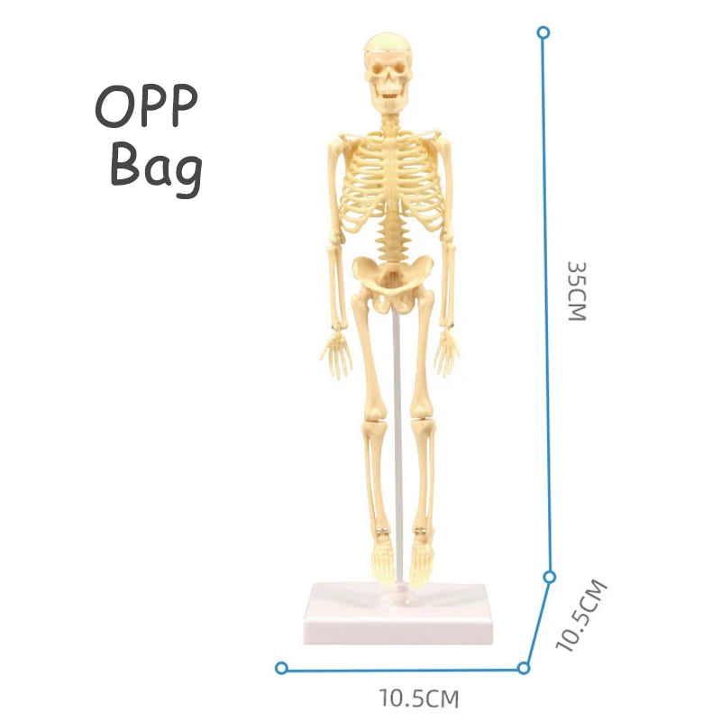 3D Human Body Torso Model - Educational Assembly Learning Tool for Children, Featuring Human Organ Anatomy for Early Learning